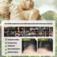 Ginger Plant Extract Hair Thickening Shampoo